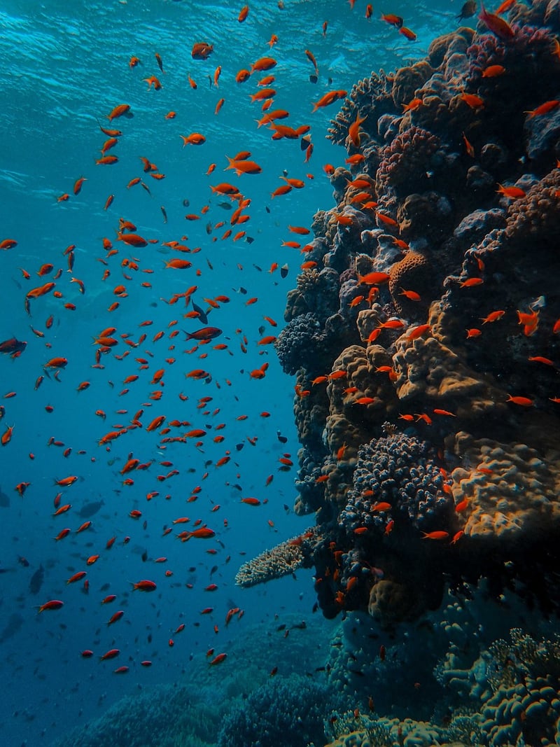 Scuba diving underwater